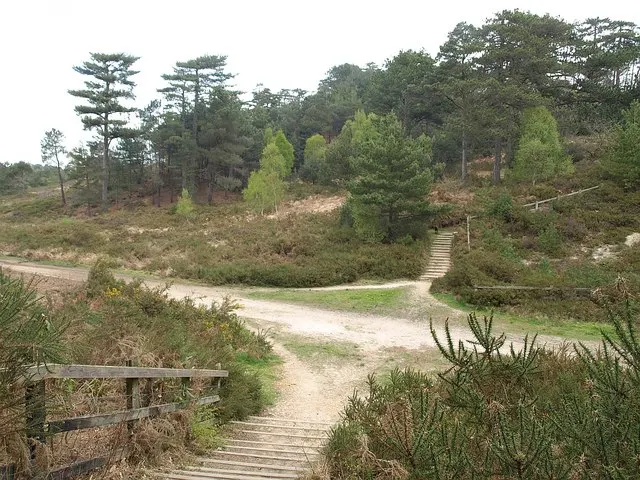 Canford Heath, the local landmark of BH17