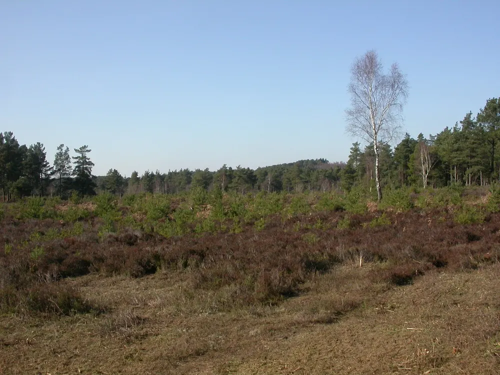 Avon Heath Country Park, the local landmark of BH24