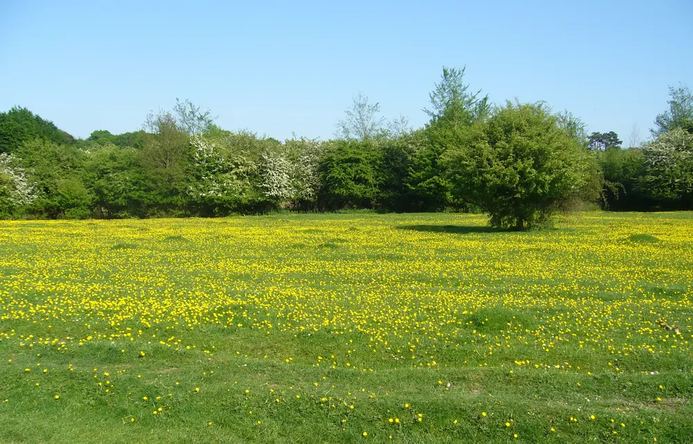 Hatfield Forest, the local landmark of CM22