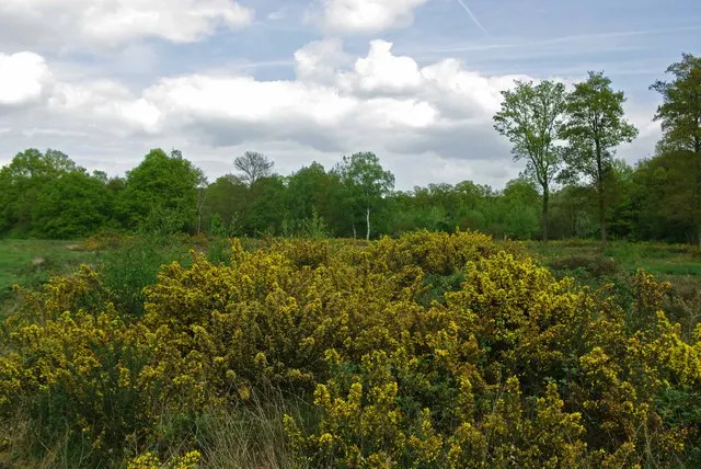 Danbury Common, the local landmark of CM3