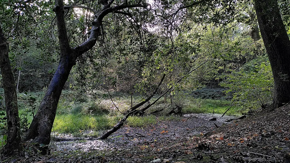 Tile Hill Wood, the local landmark of CV4