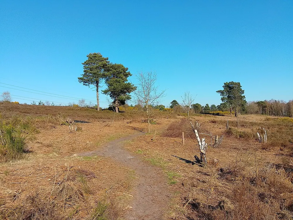 Wildmoor Heath, the local landmark of GU47