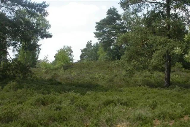 Witley Common, the local landmark of GU8