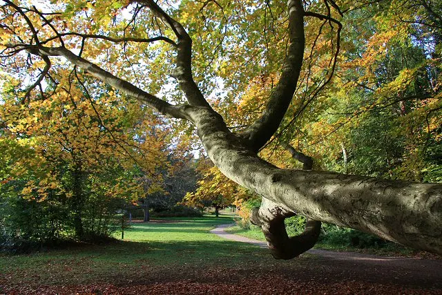 Brandon Country Park, the local landmark of IP27