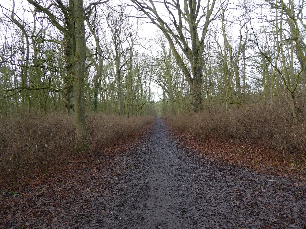King's Wood, Corby, the local landmark of NN18