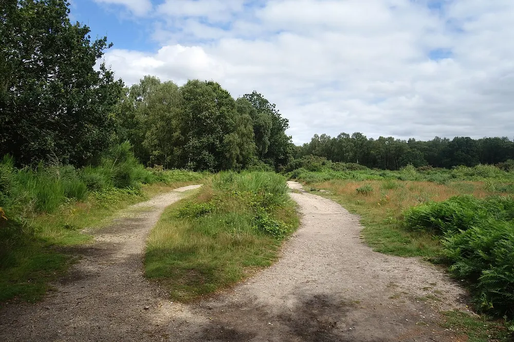 Mousehold Heath, the local landmark of NR7